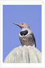 Gilded Flicker by Anonymous
