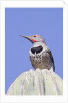 Gilded Flicker by Anonymous