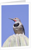 Gilded Flicker by Anonymous