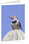 Gilded Flicker by Anonymous