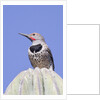 Gilded Flicker by Anonymous