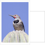 Gilded Flicker by Anonymous