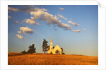 Rocklyn Community Church with Club Wheat at Harvest by Anonymous