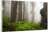 Redwood Trees in Morning Fog with Sunrays by Anonymous