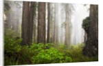Redwood Trees in Morning Fog with Sunrays by Anonymous