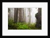 Redwood Trees in Morning Fog with Sunrays by Anonymous