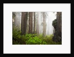 Redwood Trees in Morning Fog with Sunrays by Anonymous