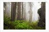 Redwood Trees in Morning Fog with Sunrays by Anonymous