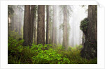 Redwood Trees in Morning Fog with Sunrays by Anonymous