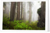 Redwood Trees in Morning Fog with Sunrays by Anonymous