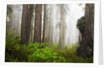 Redwood Trees in Morning Fog with Sunrays by Anonymous