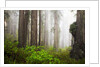 Redwood Trees in Morning Fog with Sunrays by Anonymous