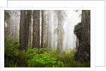 Redwood Trees in Morning Fog with Sunrays by Anonymous