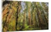 Redwood Trees in Morning Fog with Sunrays by Anonymous