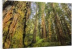 Redwood Trees in Morning Fog with Sunrays by Anonymous