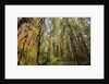 Redwood Trees in Morning Fog with Sunrays by Anonymous