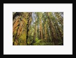Redwood Trees in Morning Fog with Sunrays by Anonymous