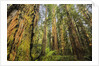 Redwood Trees in Morning Fog with Sunrays by Anonymous