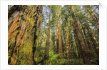 Redwood Trees in Morning Fog with Sunrays by Anonymous