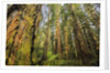 Redwood Trees in Morning Fog with Sunrays by Anonymous