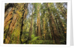 Redwood Trees in Morning Fog with Sunrays by Anonymous