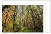 Redwood Trees in Morning Fog with Sunrays by Anonymous