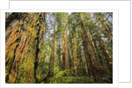 Redwood Trees in Morning Fog with Sunrays by Anonymous