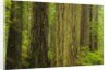 Redwood Trees in Morning Fog by Anonymous