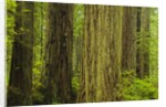 Redwood Trees in Morning Fog by Anonymous