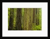 Redwood Trees in Morning Fog by Anonymous