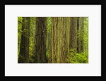 Redwood Trees in Morning Fog by Anonymous
