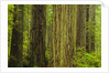 Redwood Trees in Morning Fog by Anonymous