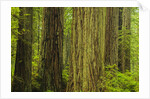 Redwood Trees in Morning Fog by Anonymous