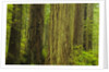 Redwood Trees in Morning Fog by Anonymous