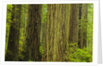 Redwood Trees in Morning Fog by Anonymous