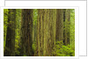 Redwood Trees in Morning Fog by Anonymous