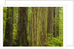 Redwood Trees in Morning Fog by Anonymous