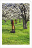 Cherry Orchards of the Oregon Columbia Gorge by Anonymous