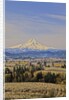 Cherry Orchards of the Oregon Columbia Gorge With Mt. Hood in the Back Drop by Anonymous