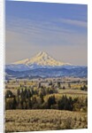 Cherry Orchards of the Oregon Columbia Gorge With Mt. Hood in the Back Drop by Anonymous