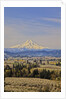 Cherry Orchards of the Oregon Columbia Gorge With Mt. Hood in the Back Drop by Anonymous