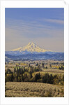 Cherry Orchards of the Oregon Columbia Gorge With Mt. Hood in the Back Drop by Anonymous