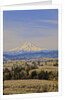 Cherry Orchards of the Oregon Columbia Gorge With Mt. Hood in the Back Drop by Anonymous