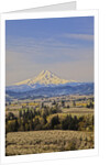 Cherry Orchards of the Oregon Columbia Gorge With Mt. Hood in the Back Drop by Anonymous