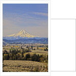 Cherry Orchards of the Oregon Columbia Gorge With Mt. Hood in the Back Drop by Anonymous