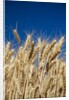 Close up Look at Harvest Wheat and Blue Sky by Anonymous