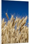 Close up Look at Harvest Wheat and Blue Sky by Anonymous
