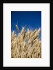 Close up Look at Harvest Wheat and Blue Sky by Anonymous