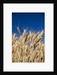 Close up Look at Harvest Wheat and Blue Sky by Anonymous