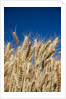 Close up Look at Harvest Wheat and Blue Sky by Anonymous